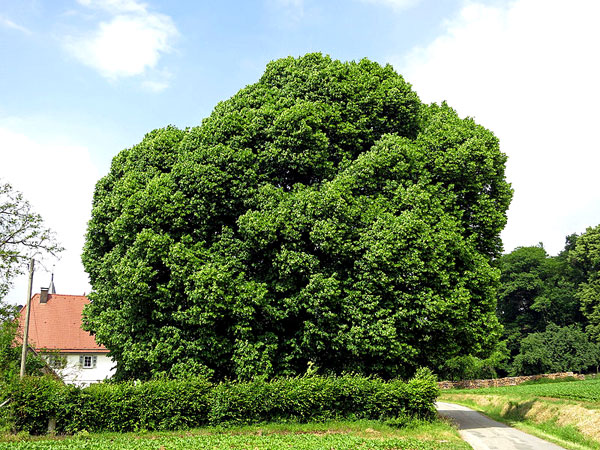 Neusaßer Linde