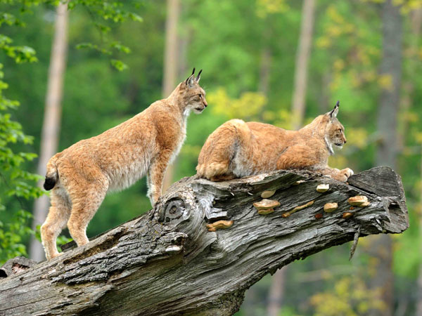 Wildtierpark Bad Mergentheim